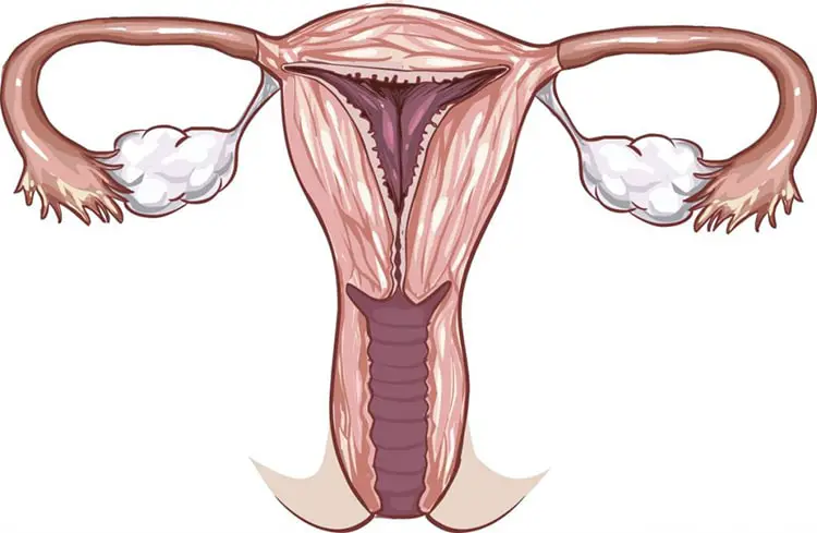 Le vagin pourrait devenir trop large pour un tampon-min