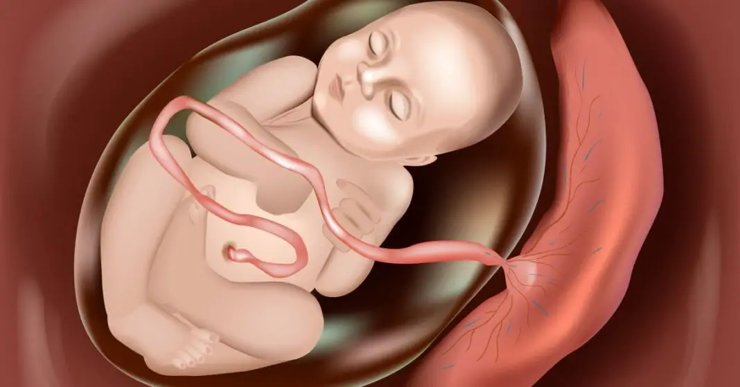 Voici les choses que les bébés adorent le plus lorsqu’ils sont dans l’utérus-min