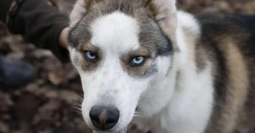 Un bébé décède après avoir été attaqué par le chien de sa grand-mère-min