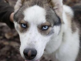Un bébé décède après avoir été attaqué par le chien de sa grand-mère-min