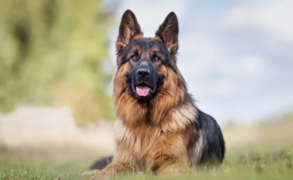 berger-allemand