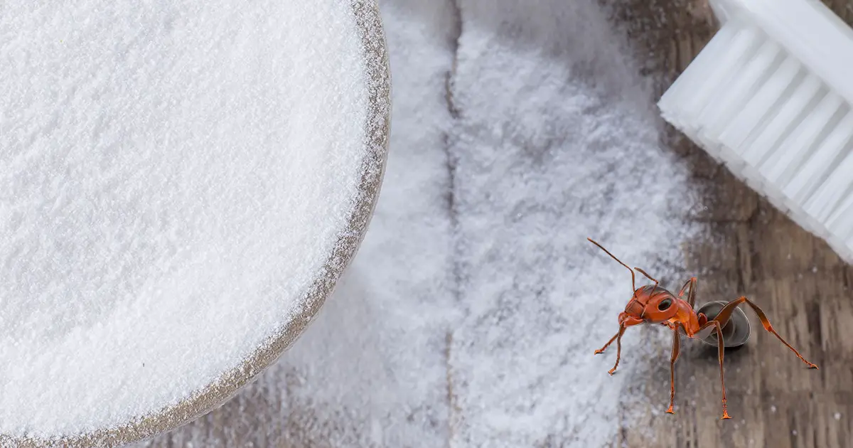bicarbonate-fourmis-min