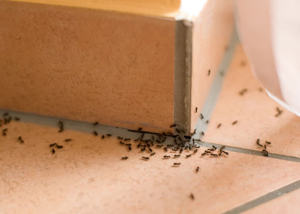 fourmis dans la maison-min