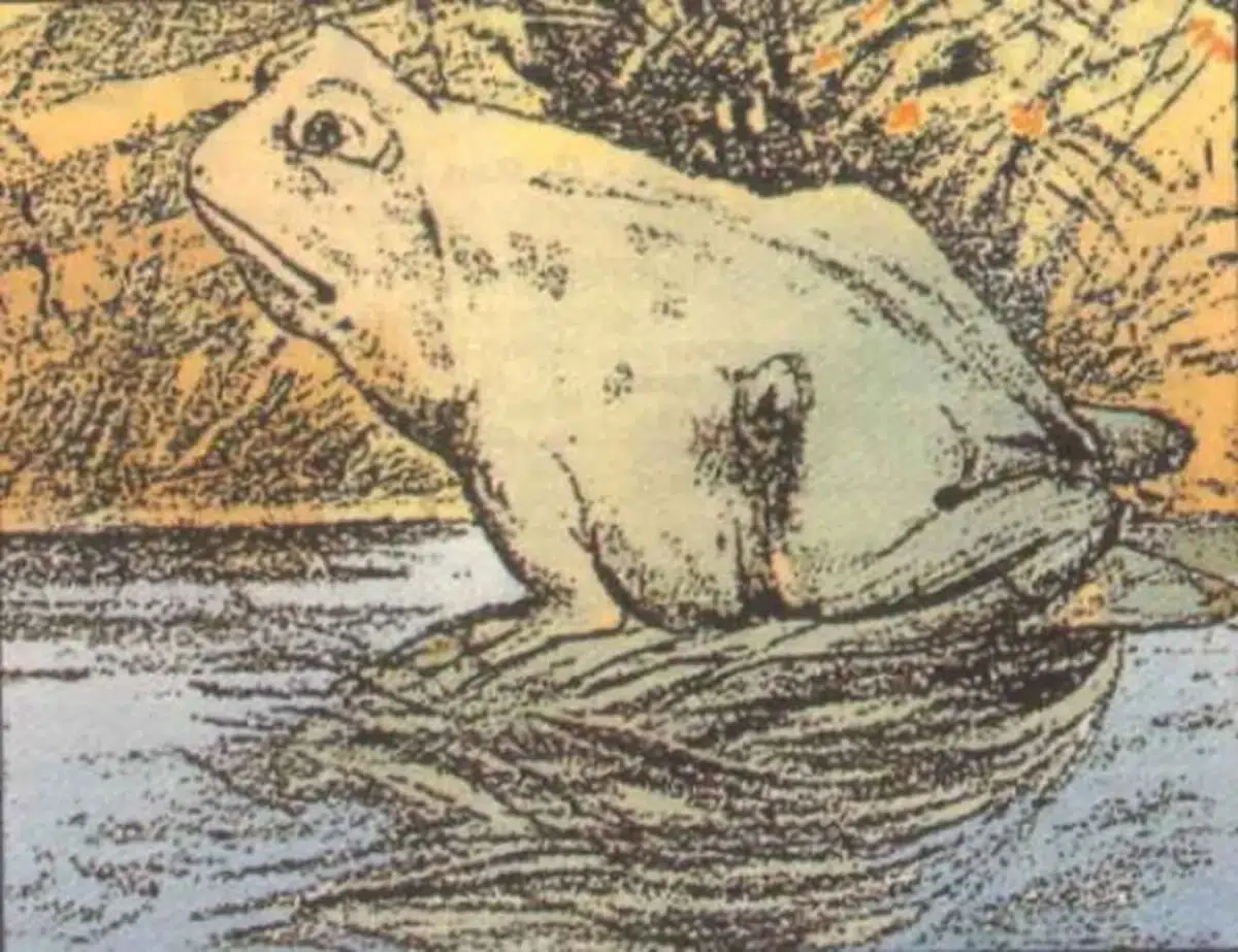 grenouille-ou-cheval