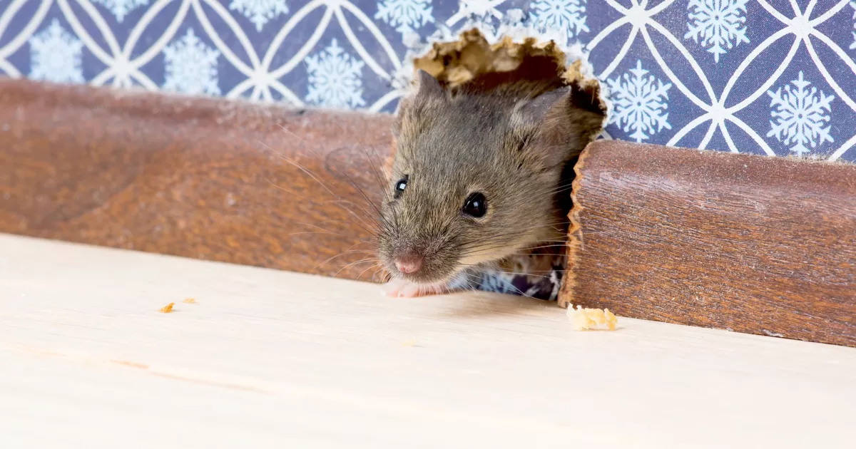 souris