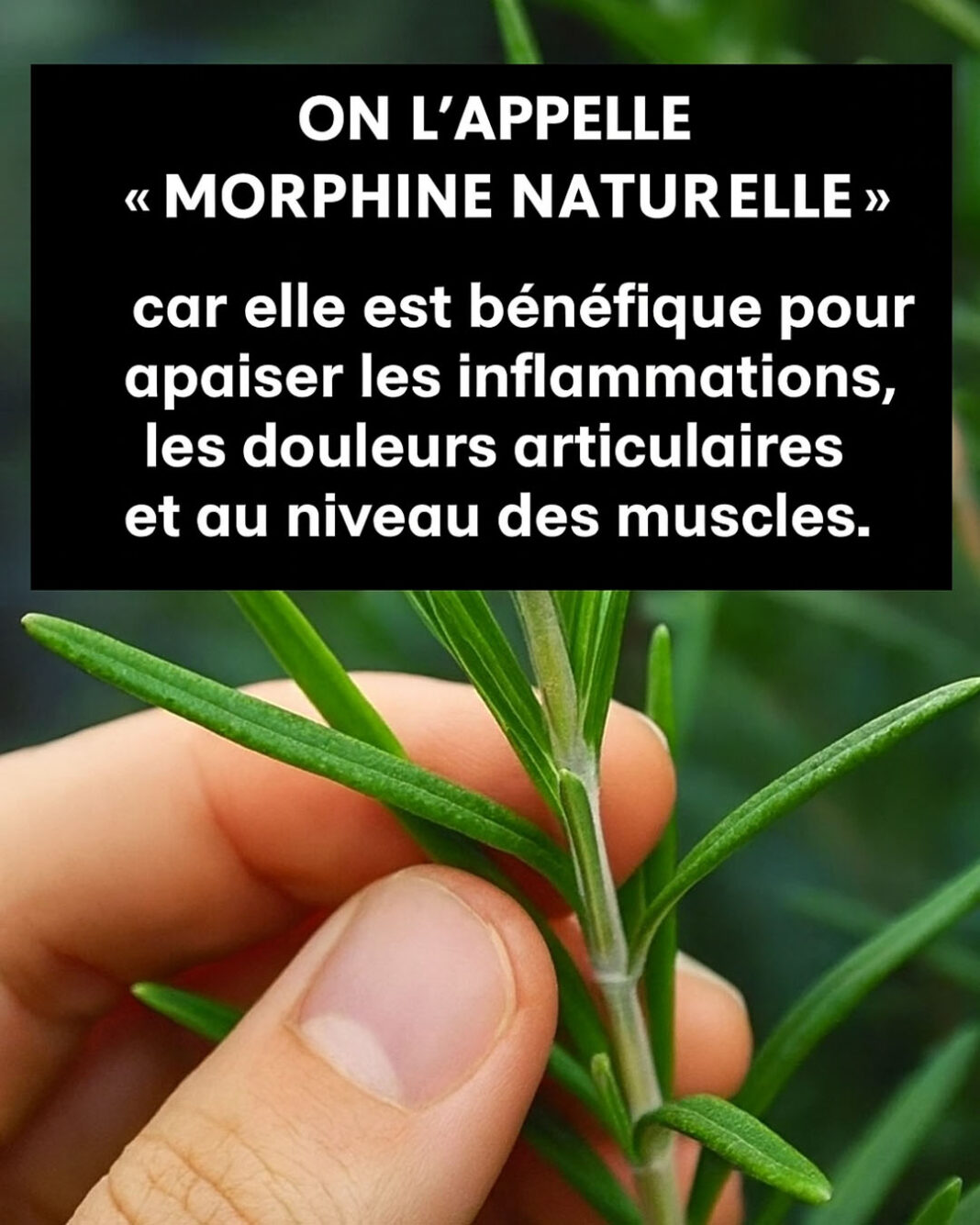 une tisane qui fait de bien-min
