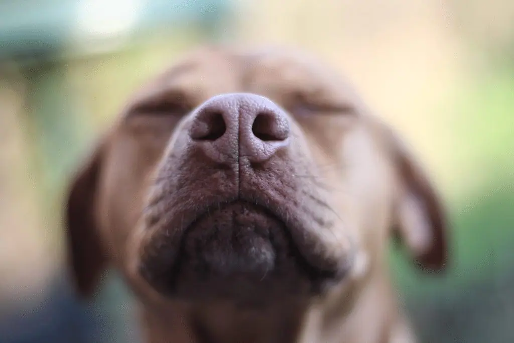 UN CHIEN