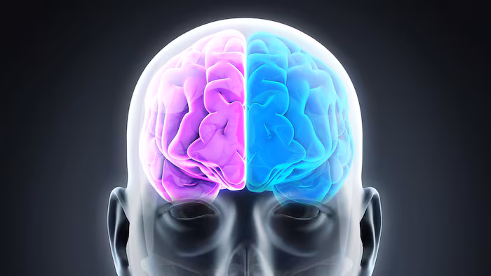 cerveau-humain-hemisphere