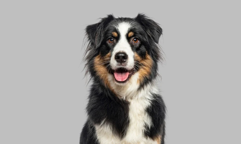 chien-de-berger