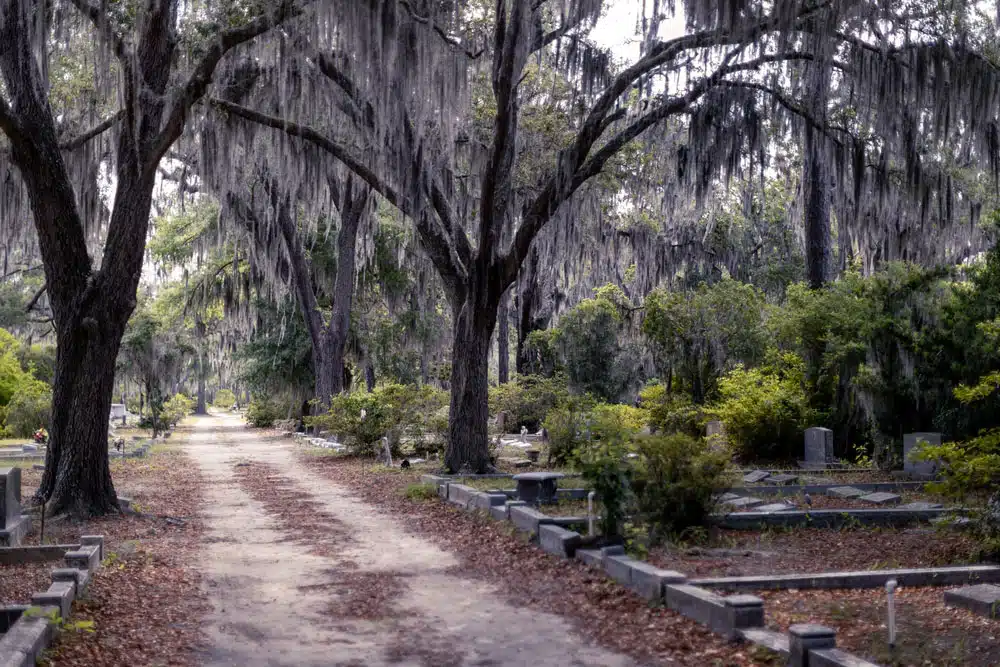 savannah